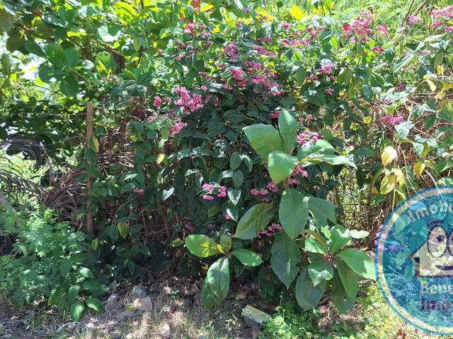 #2380 - Lotes para Venda em Porto Seguro - BA - 1